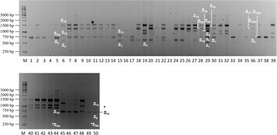 Identification and Molecular Analysis of Putative Self-Incompatibility Ribonuclease Alleles in an Extreme Polyploid Species, Prunus laurocerasus L.